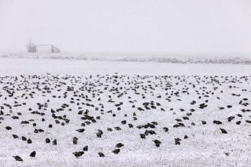 Spreeuwen op de wintserse akkers van Willemke de Bruin