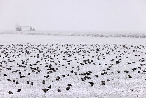 Etourneaux dans les champs en hiver