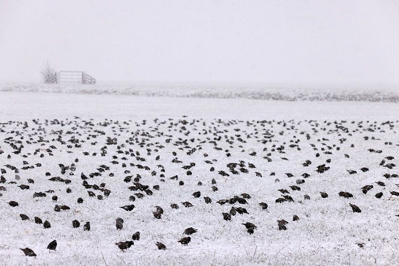 Starlings on winters fields by Willemke de Bruin