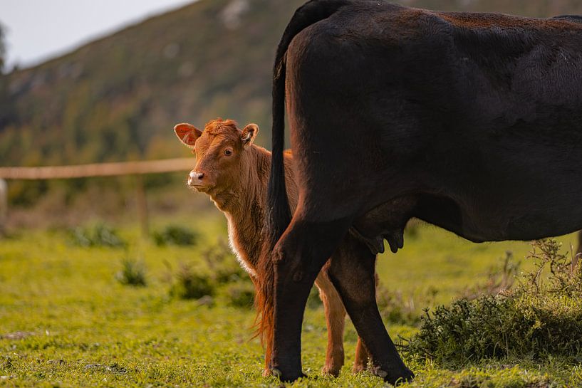 En sécurité avec sa mère - Veau sous le soleil du printemps par Niels Bronkema