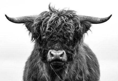 Portrait du Highlander écossais en noir et blanc