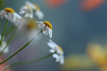 Bloemen van Daniëlle Eibrink Jansen