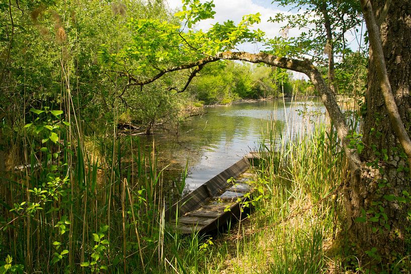 Rheinauen im Elsass von Tanja Voigt
