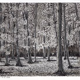 sfeertekening, bomen waar de zon zijn schaduw laat zien van Gerard van Heugten