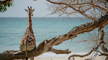 Giraffengeluk bij de oceaan van Klaus Tesching - Art-AI