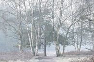koude bomen in de mist van Tania Perneel thumbnail