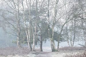 kalte Bäume im Nebel