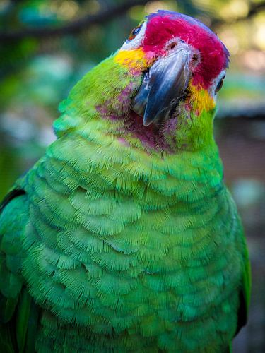 Portrait of a green parrot (parrot)