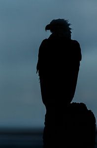Amerikaanse Zeearend silhouette  