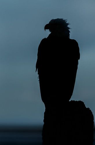 Amerikaanse Zeearend silhouette   von Menno Schaefer