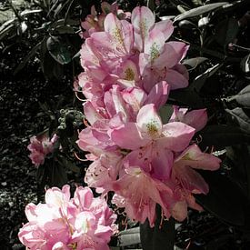 roze rododendrons van Prints by Eef