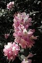 pink rhododendrons by Prints by Eef thumbnail