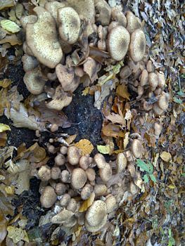 bospaddestoelen in Gaasterland