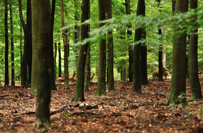 herten in het bos by Petra De Jonge