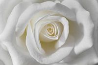 White rose