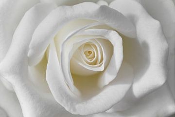 Witte roos van Anja Wessels Fotografie