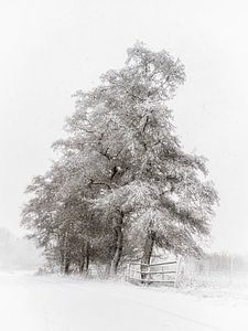 Winter calm in the Land of Cuijk