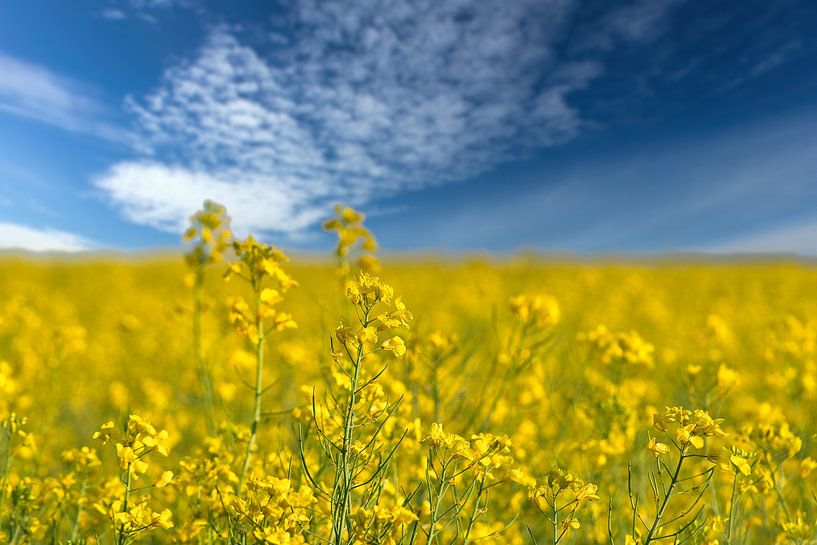 View over a yellow rapeseed field by Martin Köbsch