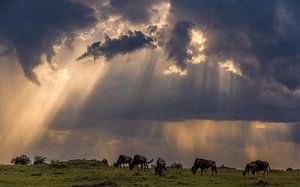 Lichtstrahlen in der Mara! von Robert Kok