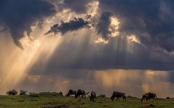 Light rays at the Mara! van Robert Kok