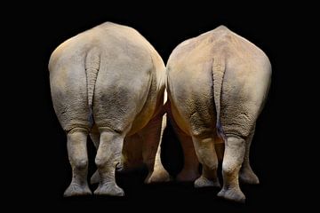 Rhinos by Jessica Berendsen