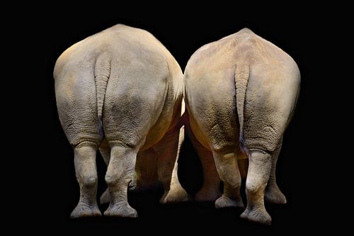 Neushoorns