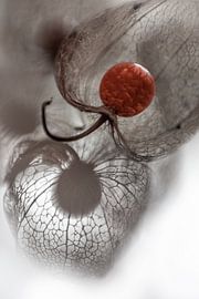 Lantern plant 2 by Patricia van Kuik