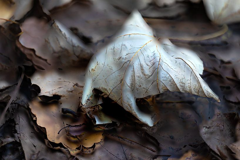 Herbstblatt von Ingrid Van Damme fotografie