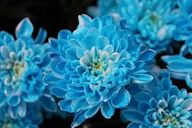 Blue chrysanthemum by PicturedbyMarliss