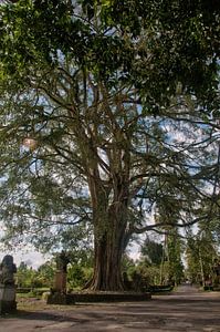 oude grote boom in ubud op bali