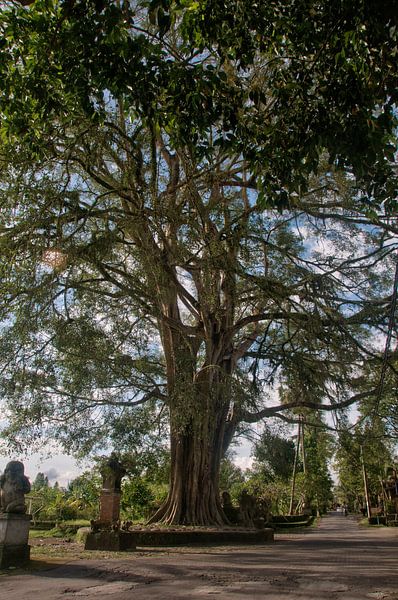 oude grote boom in ubud op bali par ChrisWillemsen