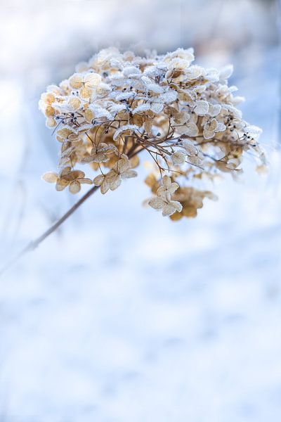 Skelett Annabelle von Liliane Jaspers