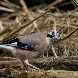Eichelhäher von Stobbe; stiltegrafie