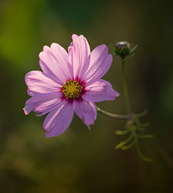 Rosa Blume im Fokus von JosvRfotografie