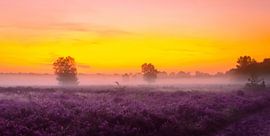 Zonsopkomst Gortelse Heide von Edwin Fennema