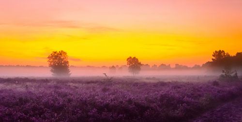 Zonsopkomst Gortelse Heide