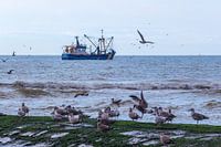 Vissersboot en meeuwen