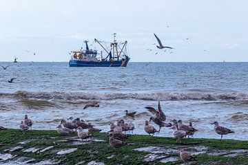 Fishing boat and seagulls by didier de borle