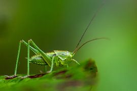 Grüne Heuschrecke bereit zum Sprung in grüne Gras im heimischen Garten von Your Happy Life