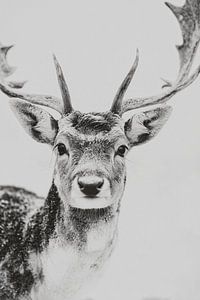 Cerf d'hiver