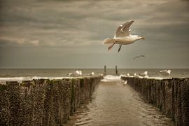 meeuw in zeeland by anne droogsma