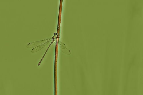Libellule sur une brindille