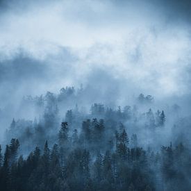Landschap met bomen in mist van Dylan Shu