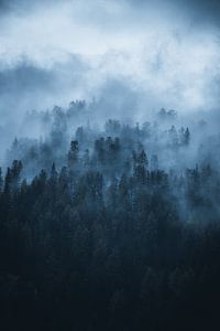 Landschaft mit Bäumen im Nebel von Dylan Shu