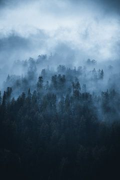 Landschap met bomen in mist van Dylan Shu