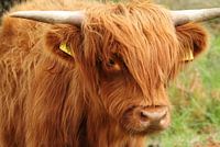 Scottish Highlander