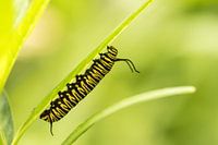 Rups van de Monarchvlinder
