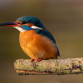 Kingfisher on a branch by Silvia Groenendijk