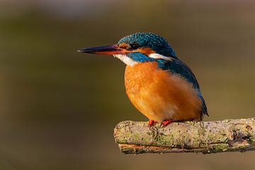 Kingfisher on a branch