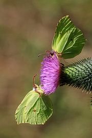 Magnifique papillon citron sur Thomas Jäger